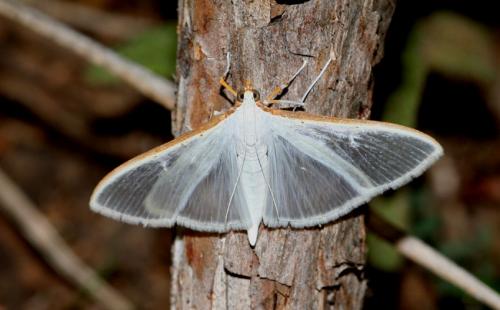 Palpita vitrealis