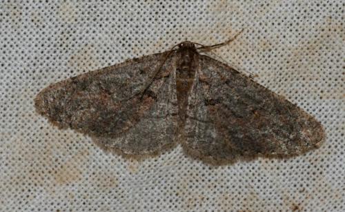 Agriopis bajaria