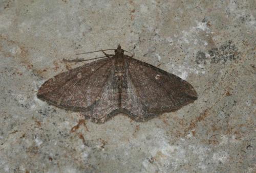Réf. 15 565 : Nycterosea obstipata
