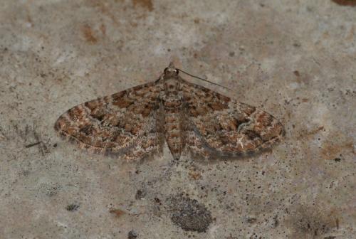 Gymnoscelis rufifasciata
