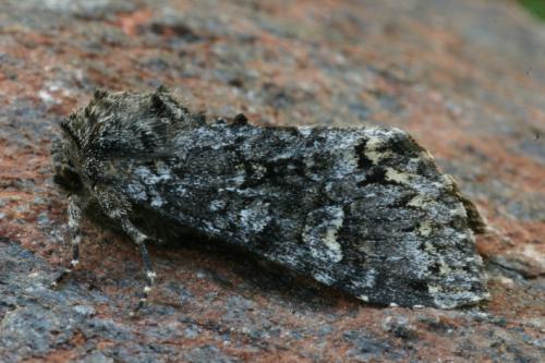 Papestra biren