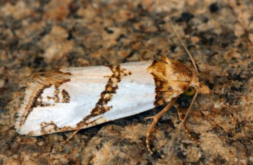 Réf. 15 411 : Eugnosta magnificana