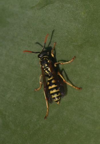 Polistes dominula