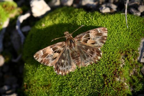 Réf. 15 946 : Carcharodus alceae