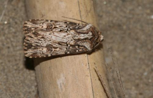 Agrotis sp.