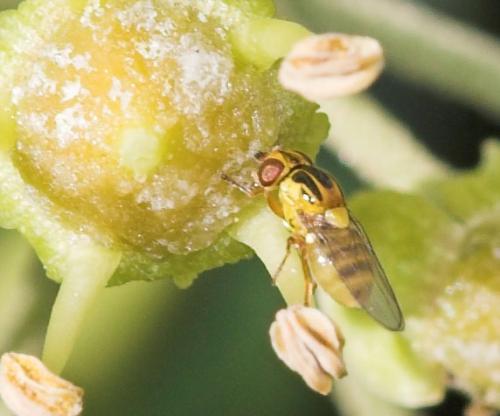 Thaumatomyia sp.