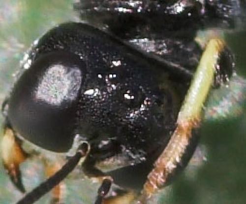 Lindenius sp.