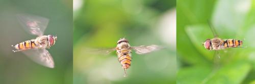 Episyrphus balteatus