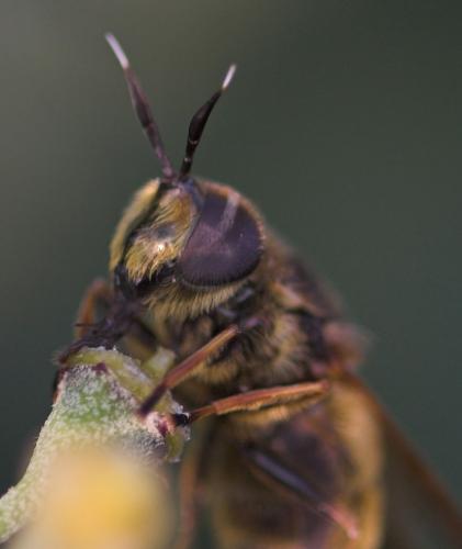 Callicera spinolae