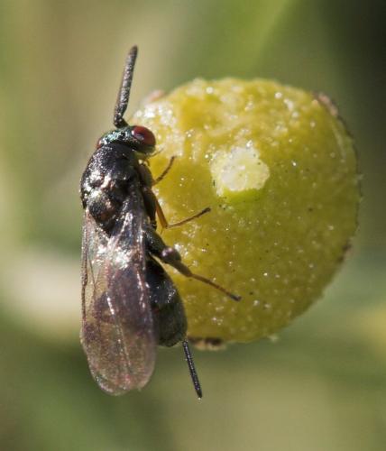 Monodontomerus sp.