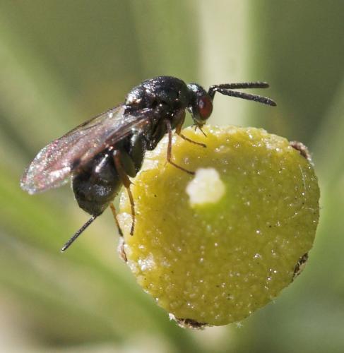 Monodontomerus sp.