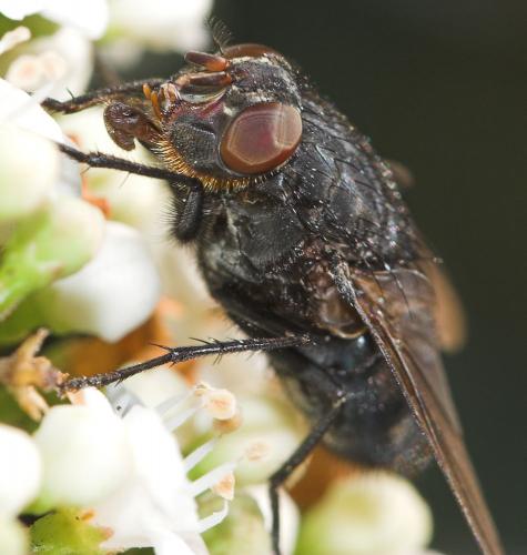 Réf. 15 076 : Calliphora vomitoria