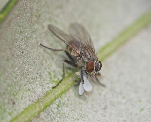Coenosia sp.