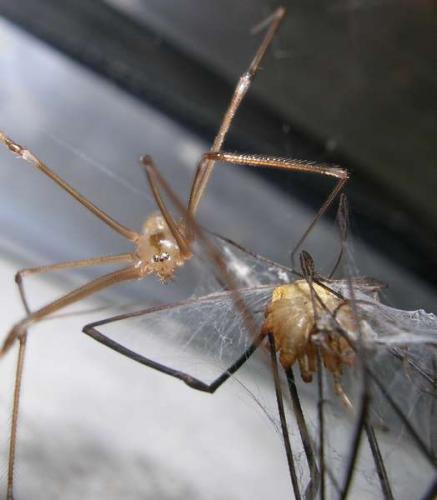 Pholcus phalangioides