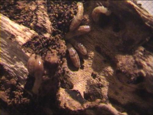 Kalotermes flavicollis