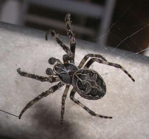 Réf. 15 357 : Larinioides sclopetarius