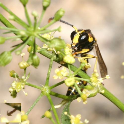 Eumenes sp.