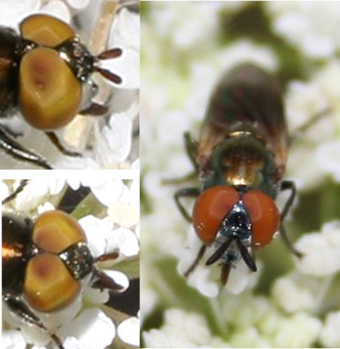 Riponnensia splendens