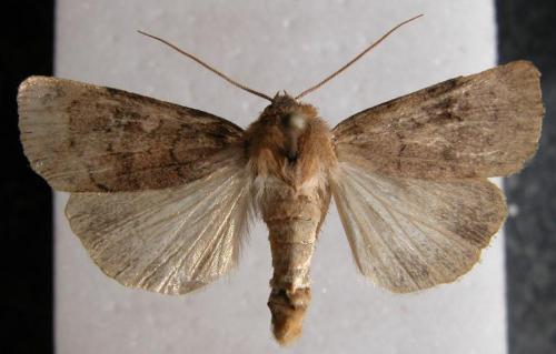 Xestia sexstrigata