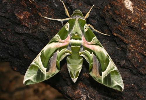 Daphnis nerii