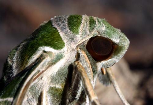 Daphnis nerii