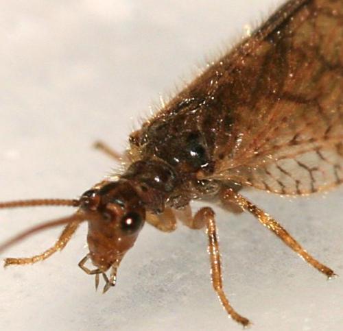 Micromus angulatus