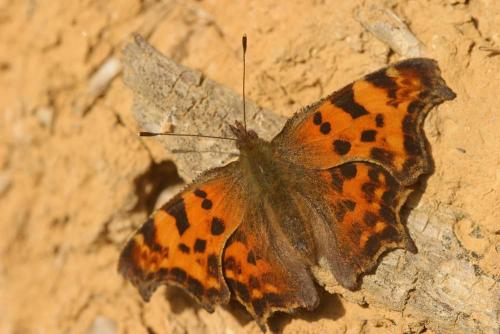 Réf. 15 498 : Polygonia c-album