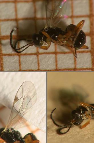 Réf. 15 473 : Lysibia sp.