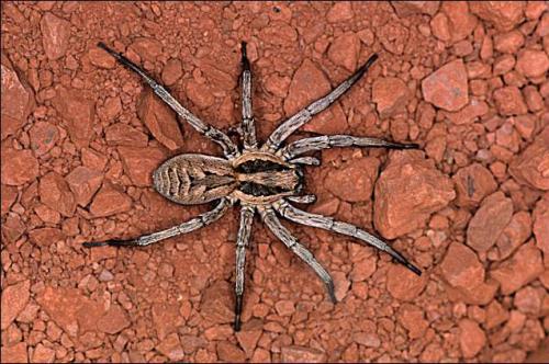 Réf. 15 176 : Lycosa sp.