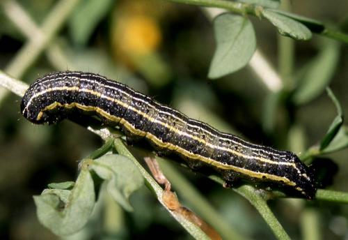 Réf. 15 114 : Pyrrhia umbra