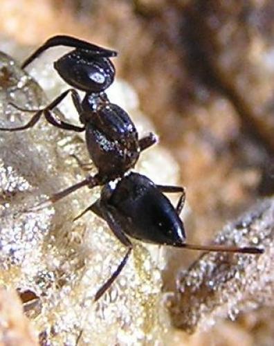 Arachnophaga picardi