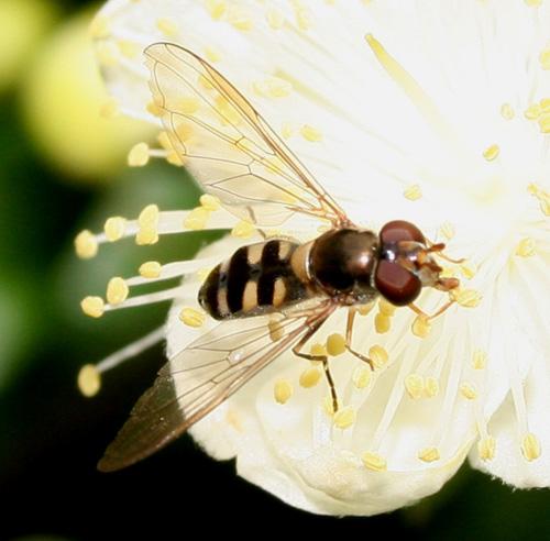 Meliscaeva auricollis