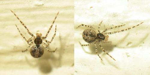 Réf. 15 795 : Theridion melanurum