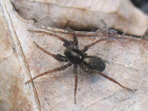 Réf. 15 088 : Pardosa sp.