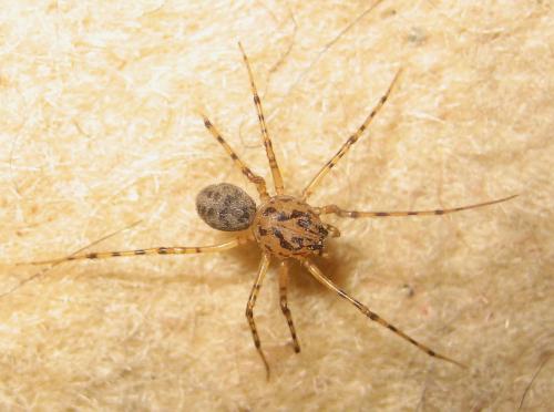 Réf. 15 396 : Scytodes thoracica