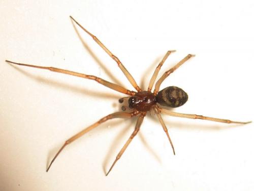 Steatoda grossa