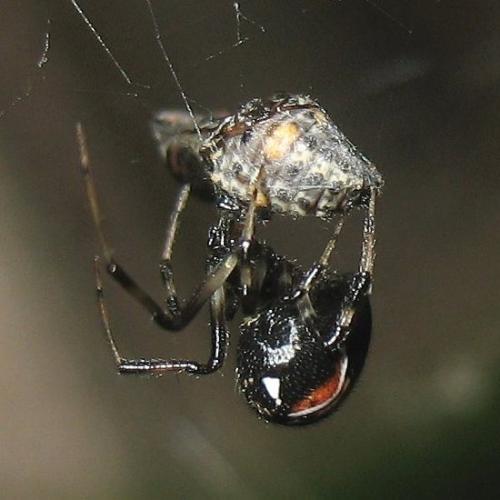 Parasteatoda lunata