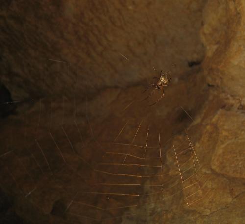 Réf. 15 389 : Metellina merianae