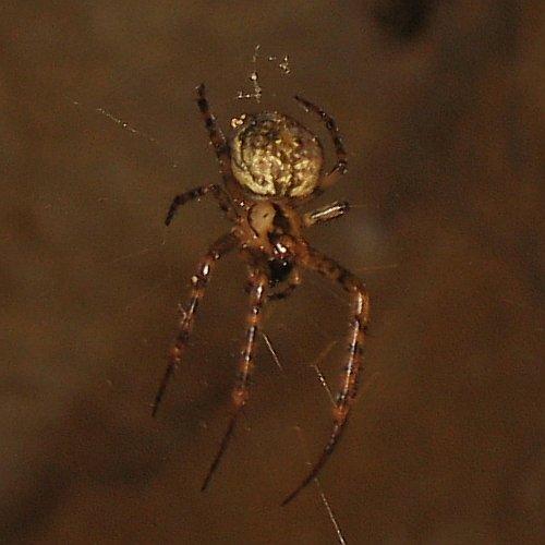 Réf. 15 390 : Metellina merianae