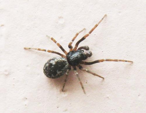 Brigittea civica