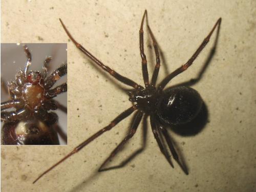 Steatoda grossa
