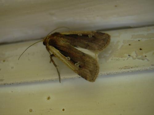 Réf. 15 719 : Ochropleura plecta
