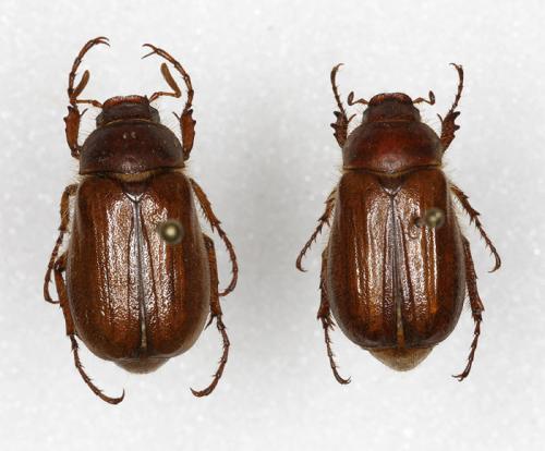 Amphimallon majale