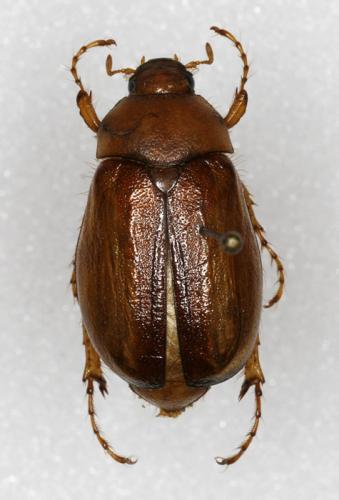 Rhizotrogus aestivus