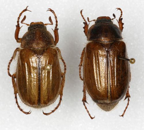 Amphimallon solstitiale