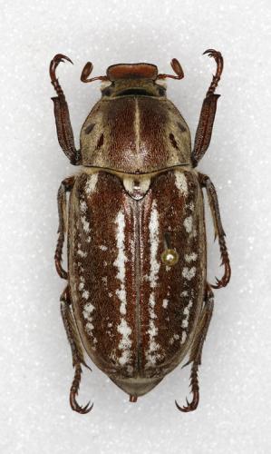 Réf. 15 417 : Anoxia orientalis