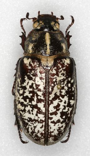 Réf. 15 418 : Polyphylla olivieri