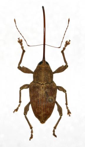 Réf. 15 484 : Curculio elephas