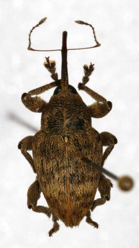 Curculio venosus
