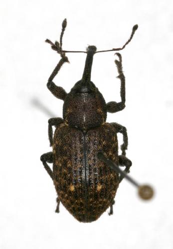 Réf. 15 602 : Notaris scirpi